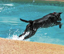 Dog jumping into pool